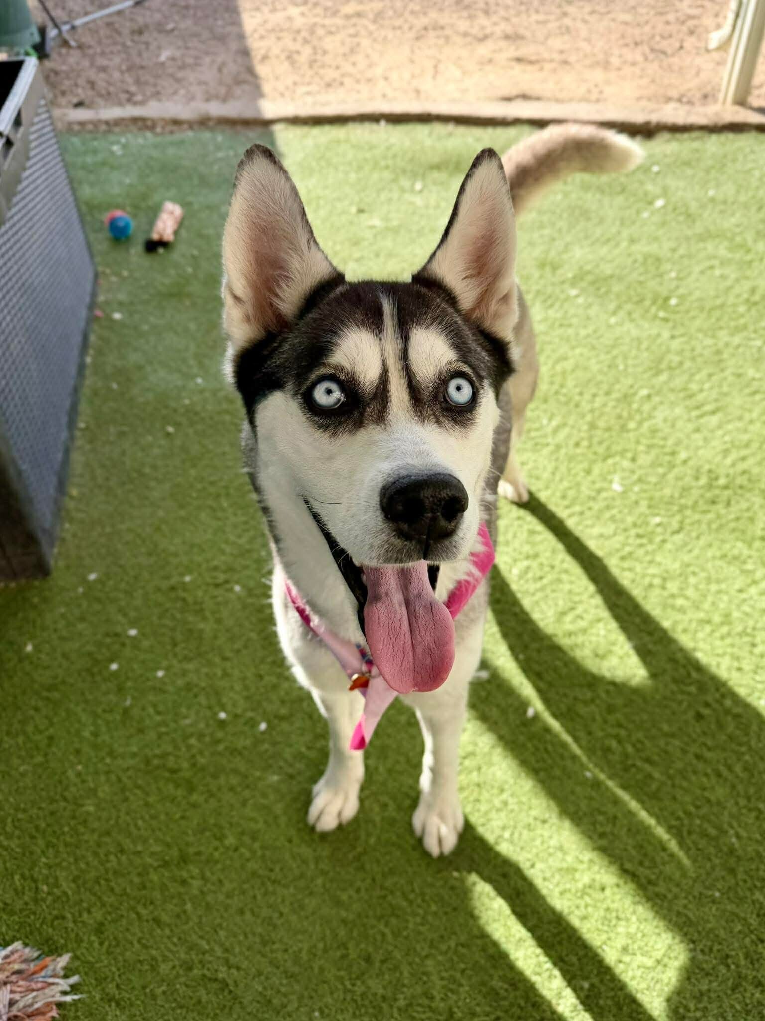 Picture of the Animal Listed