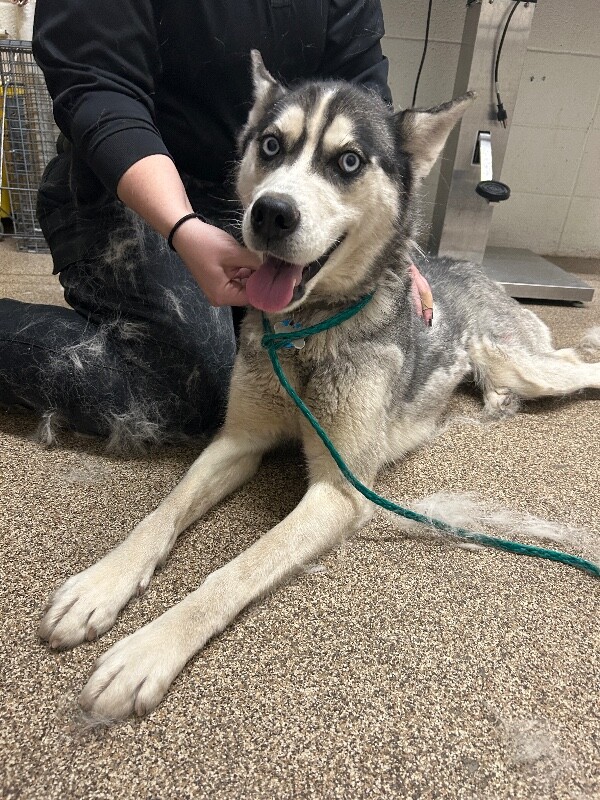 Picture of the Animal Listed