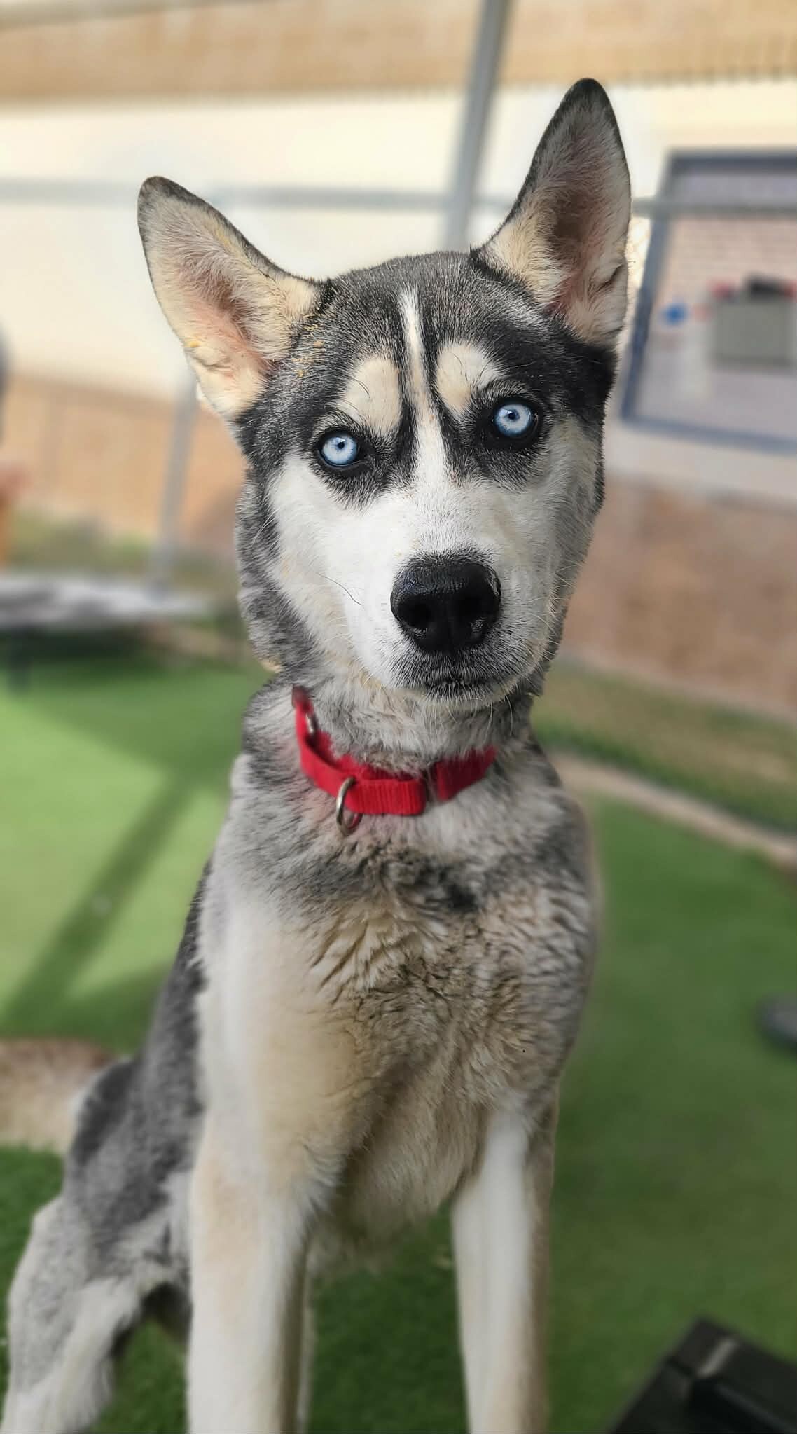 Picture of the Animal Listed