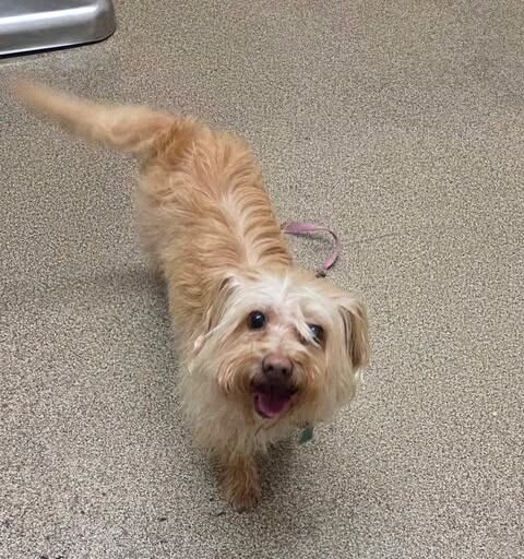 Picture of the Animal Listed