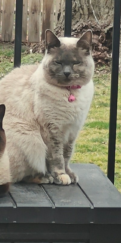 Picture of the Animal Listed