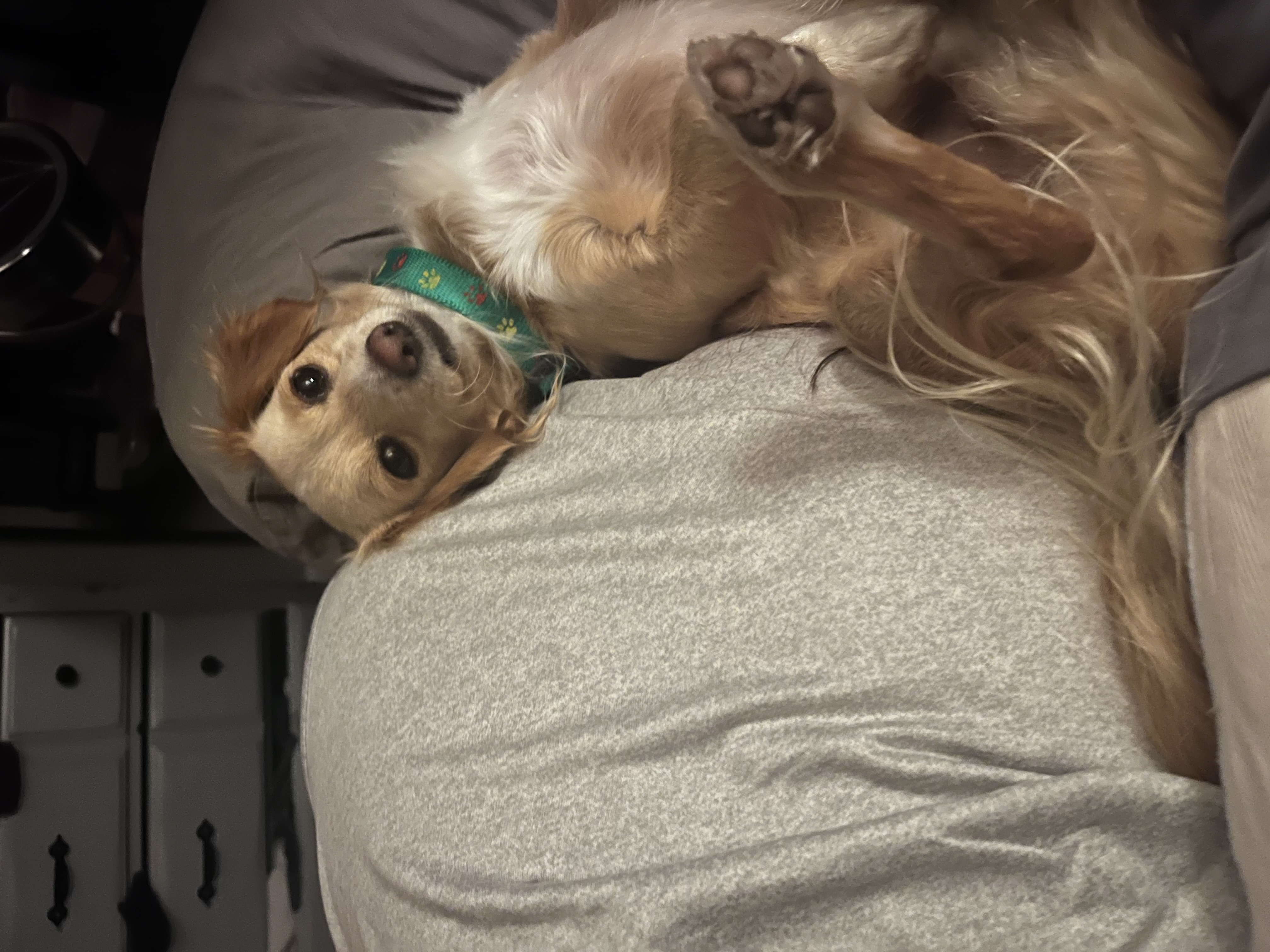 Picture of the Animal Listed