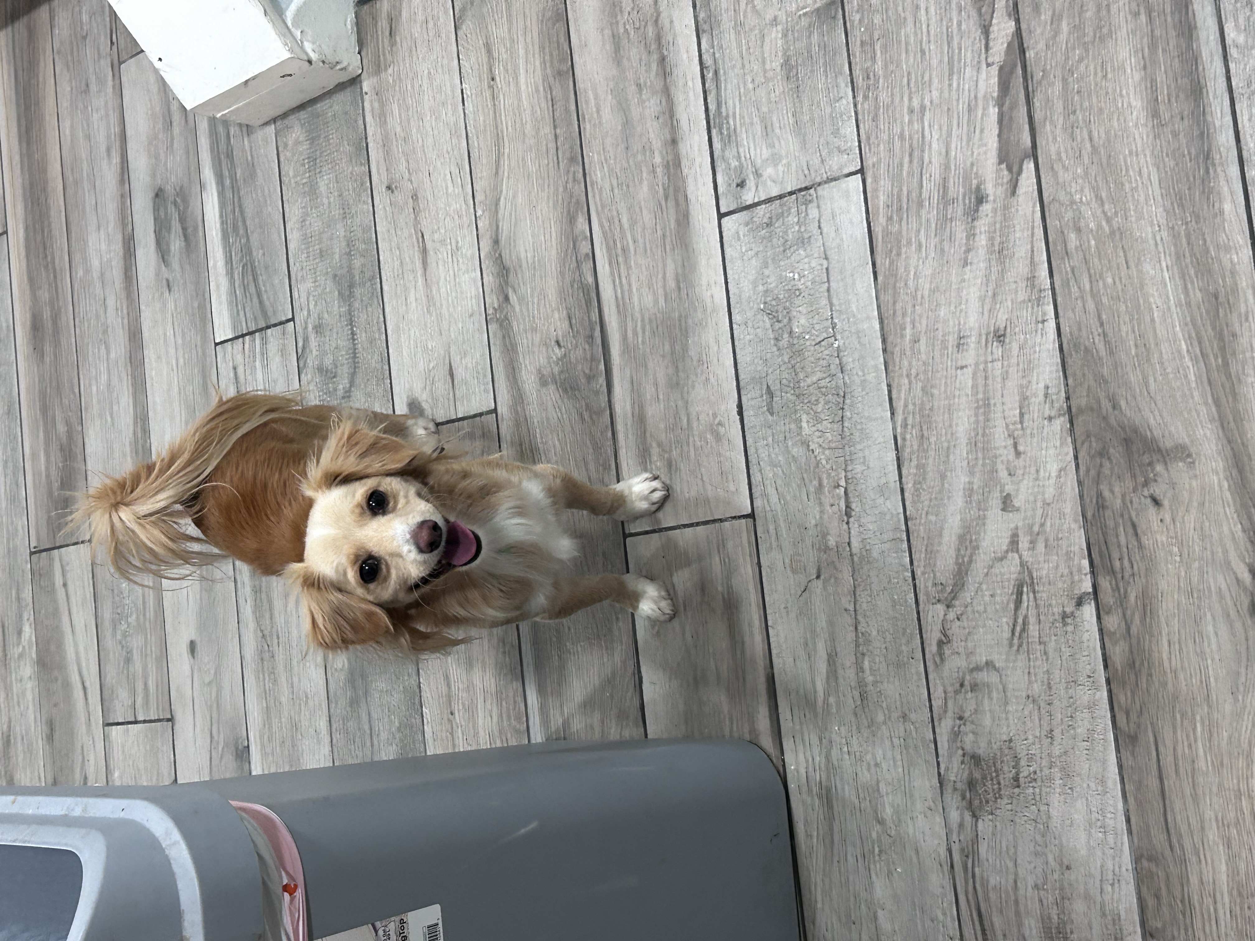 Picture of the Animal Listed