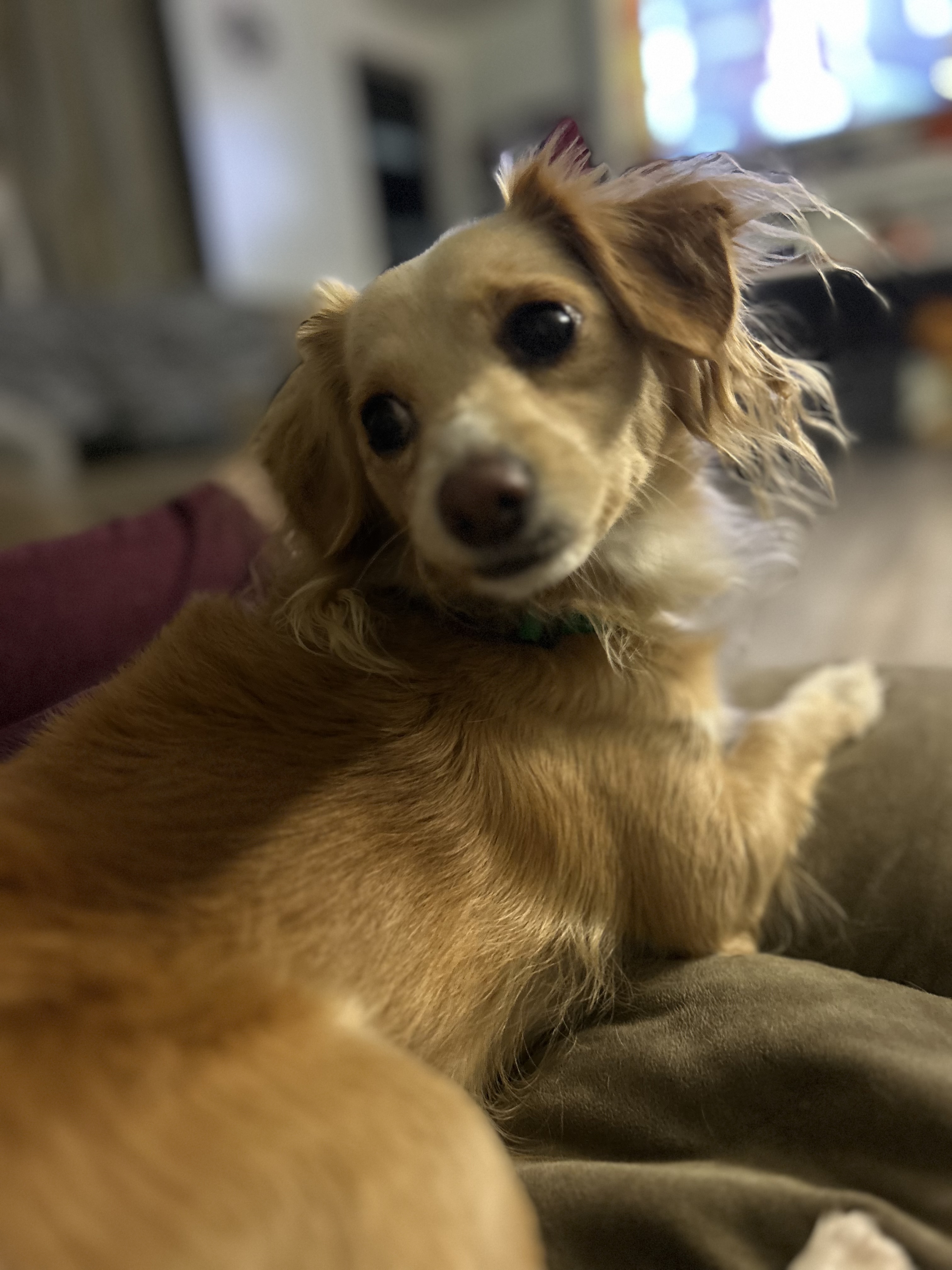 Picture of the Animal Listed