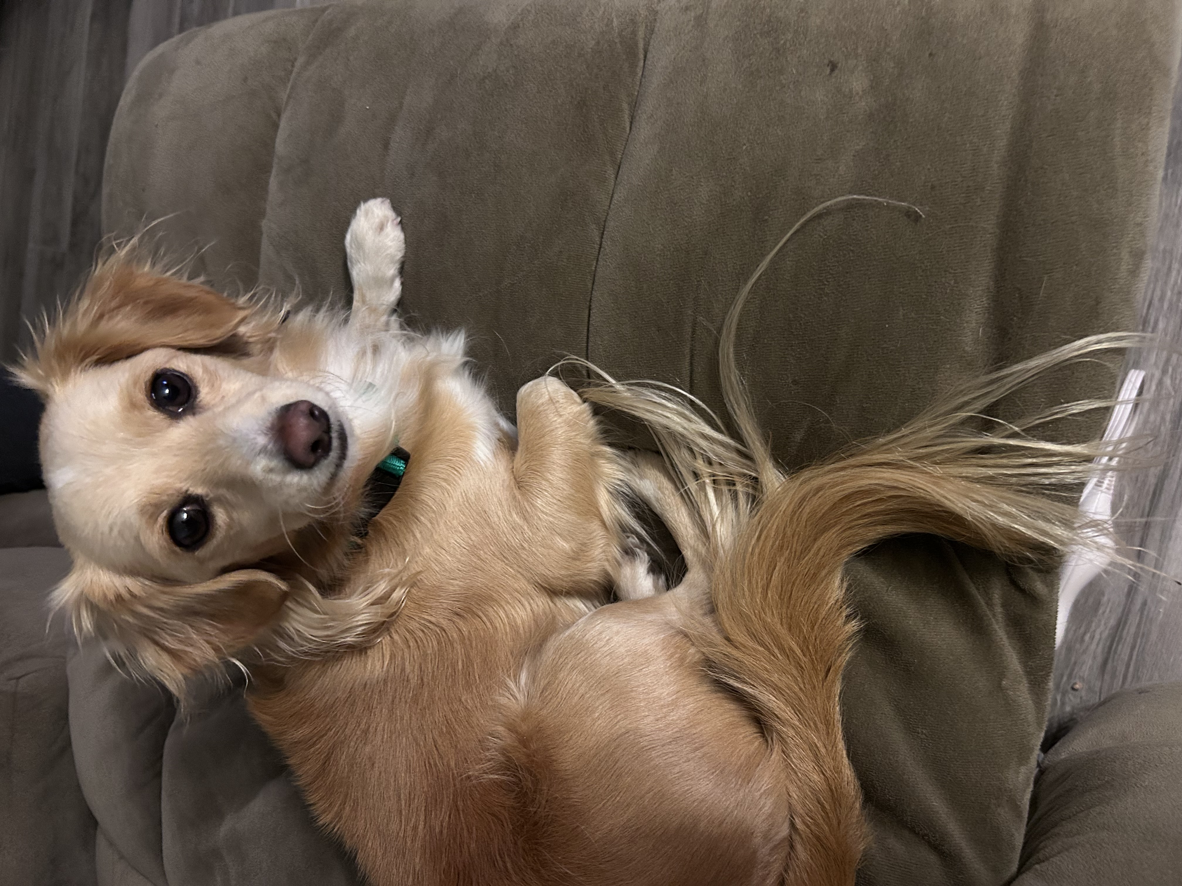 Picture of the Animal Listed