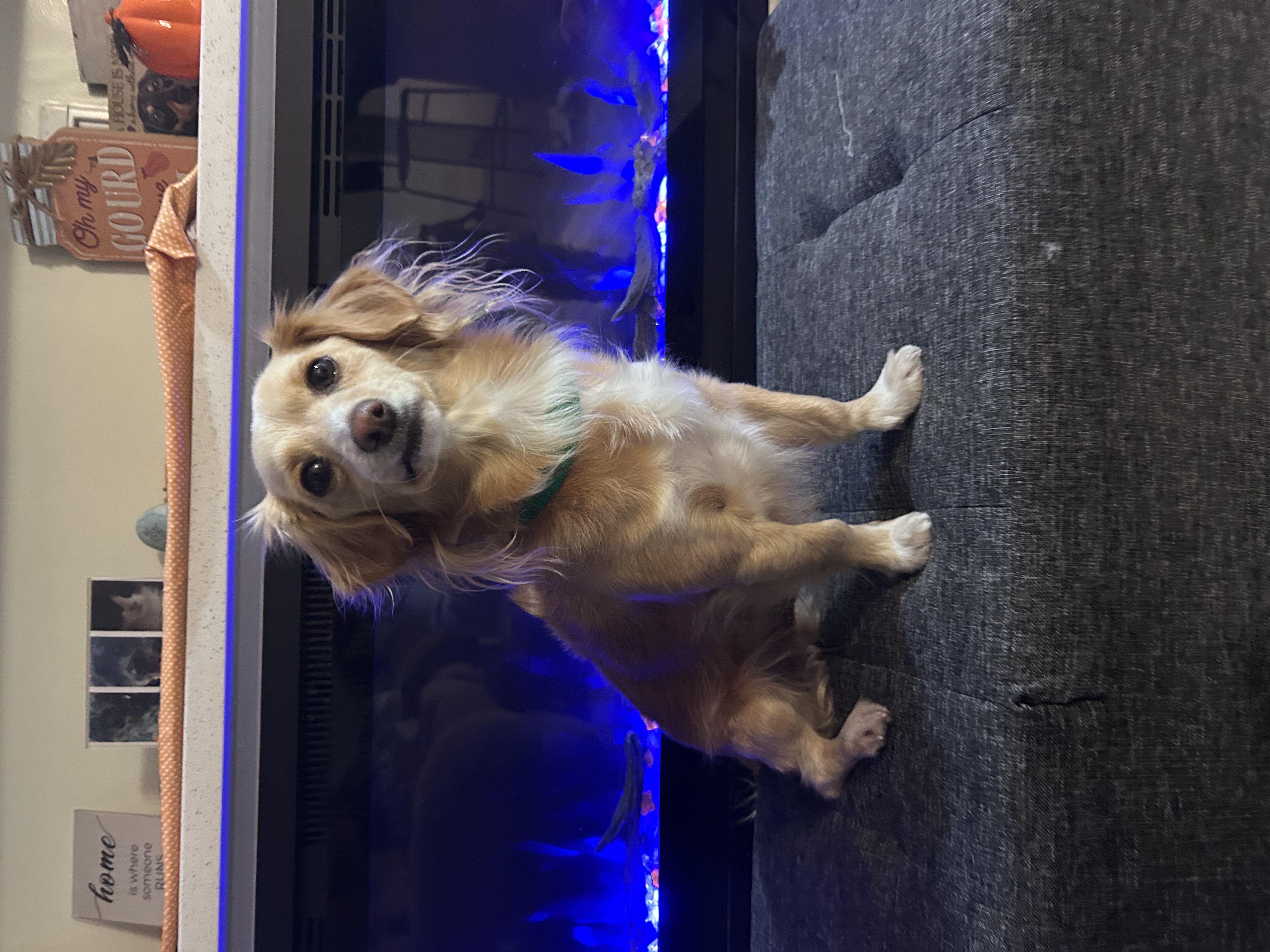 Picture of the Animal Listed