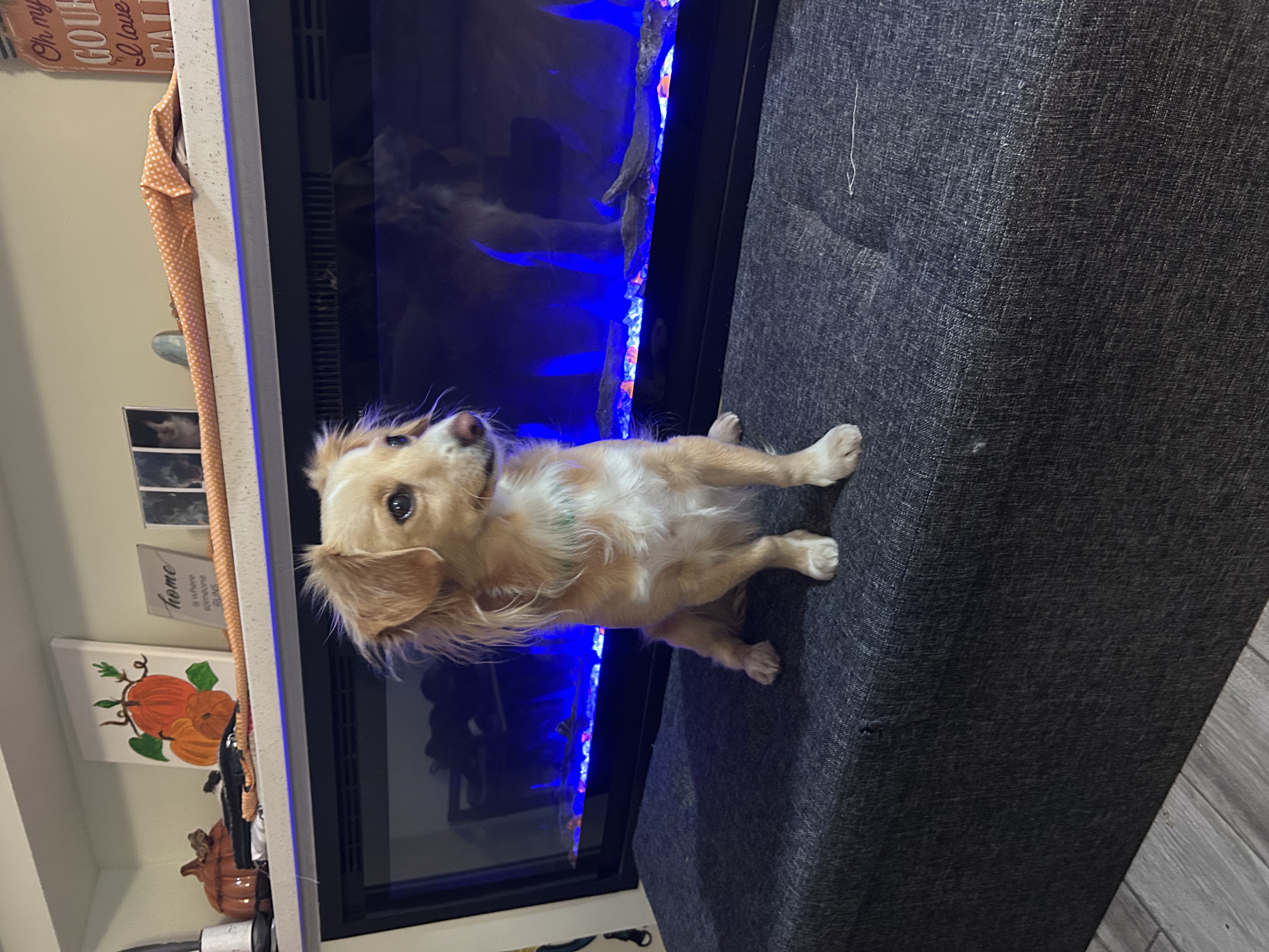 Picture of the Animal Listed