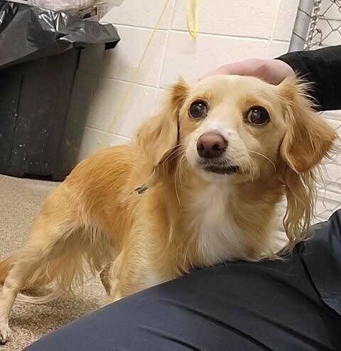 Picture of the Animal Listed