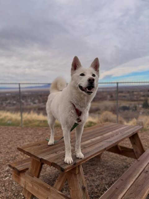 Picture of the Animal Listed