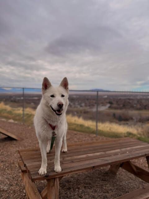 Picture of the Animal Listed