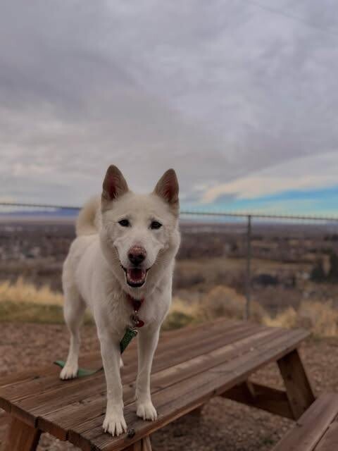 Picture of the Animal Listed