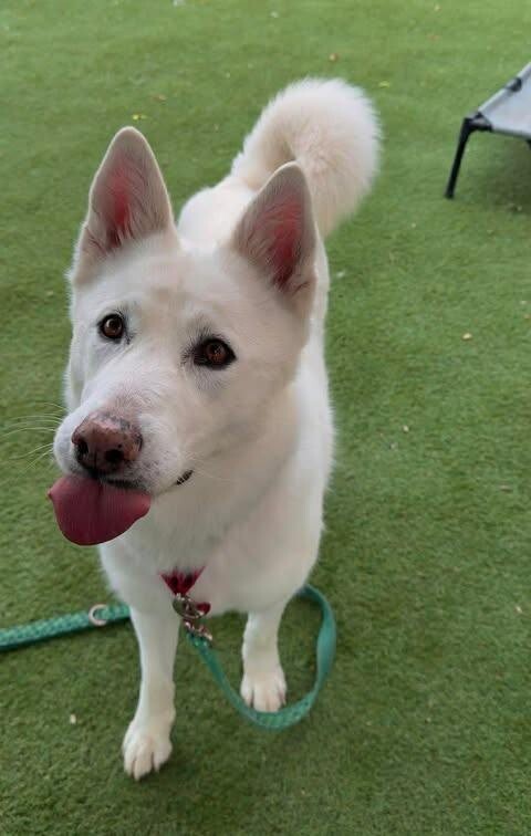 Picture of the Animal Listed