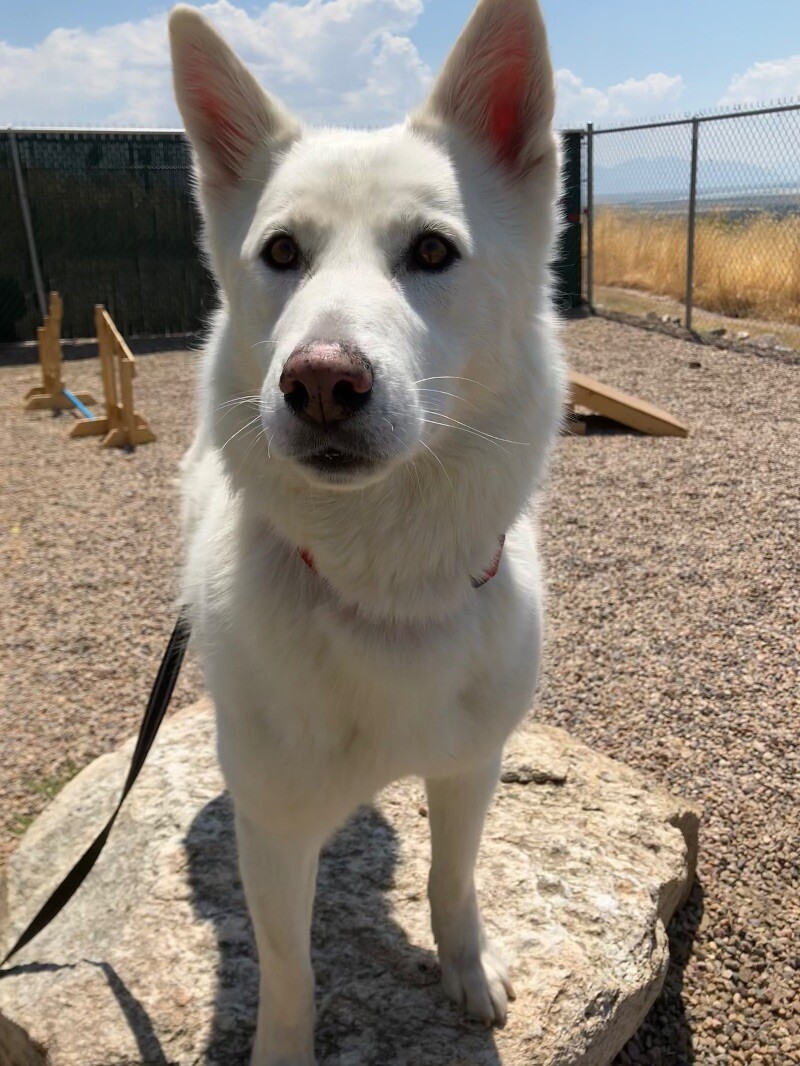Picture of the Animal Listed
