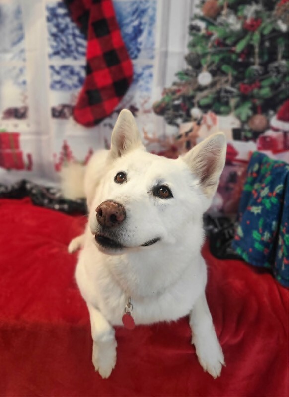 Picture of the Animal Listed