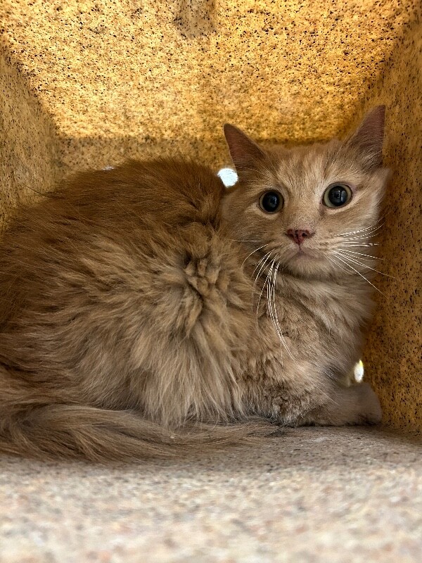 Picture of the Animal Listed