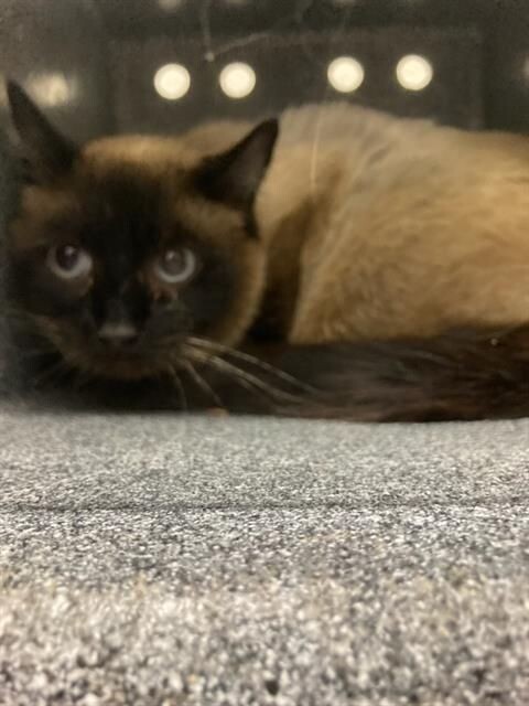 Picture of the Animal Listed