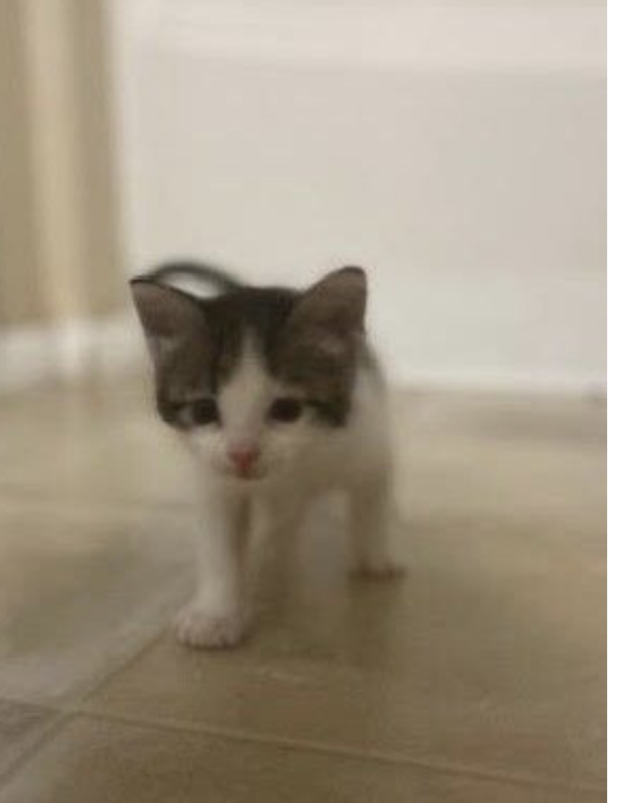 Picture of the Animal Listed