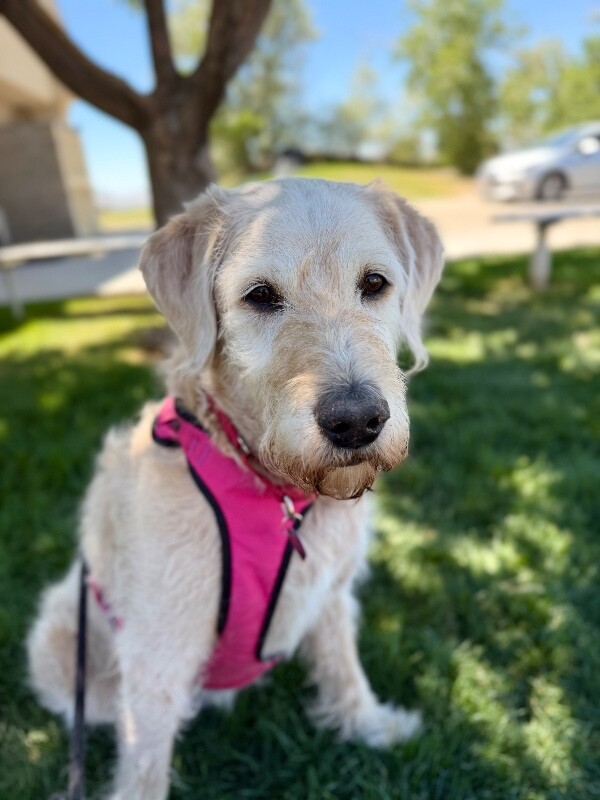 Picture of the Animal Listed