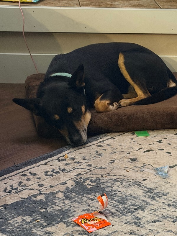 Picture of the Animal Listed