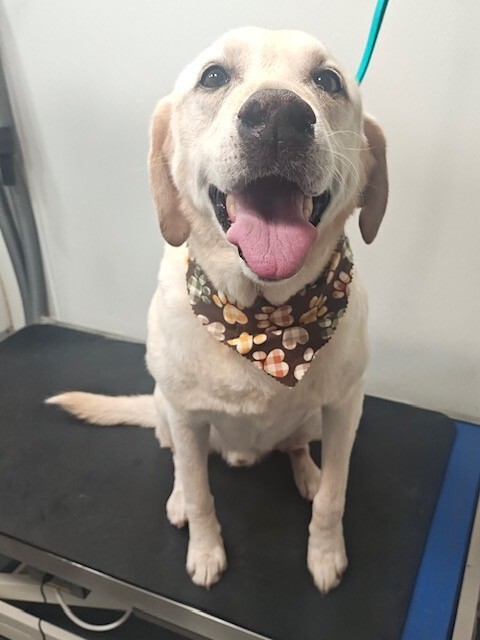 Picture of the Animal Listed