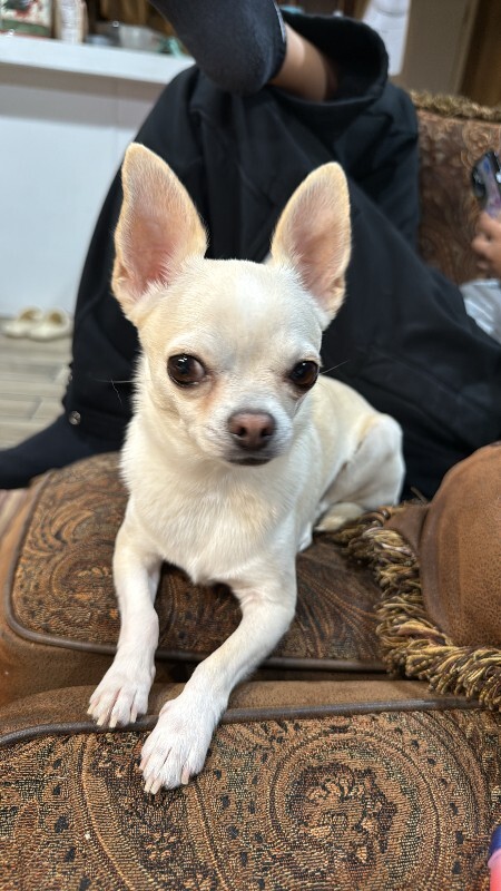 Picture of the Animal Listed