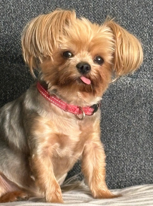 Picture of the Animal Listed