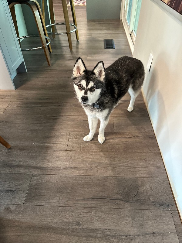 Picture of the Animal Listed