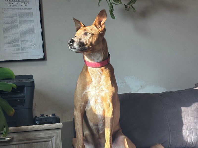 Picture of the Animal Listed