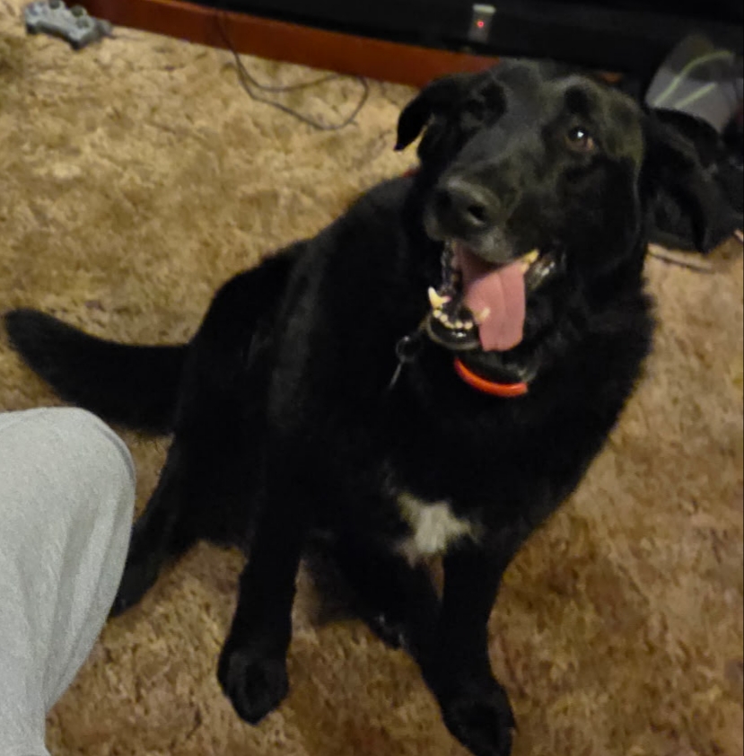 Picture of the Animal Listed