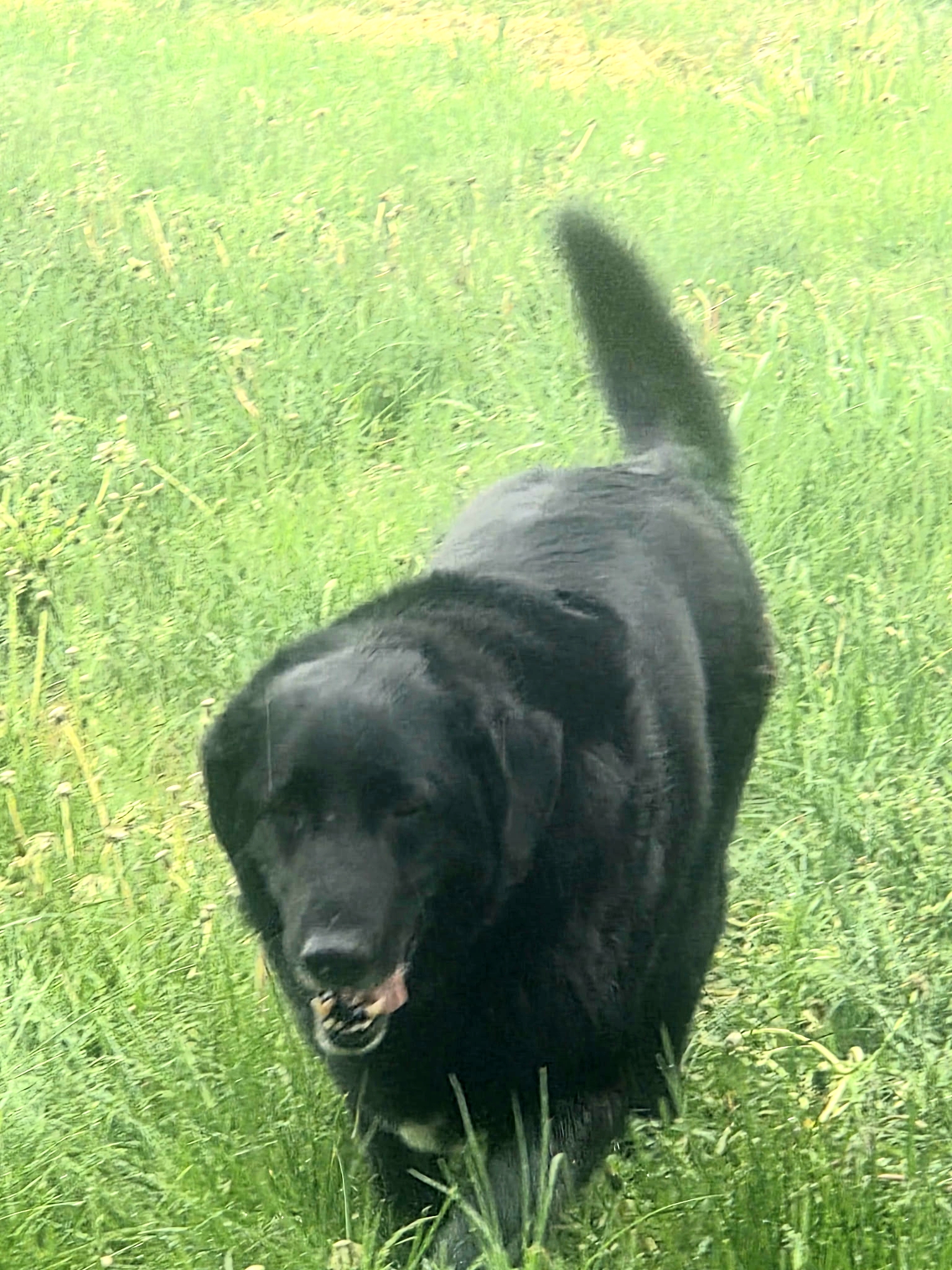 Picture of the Animal Listed