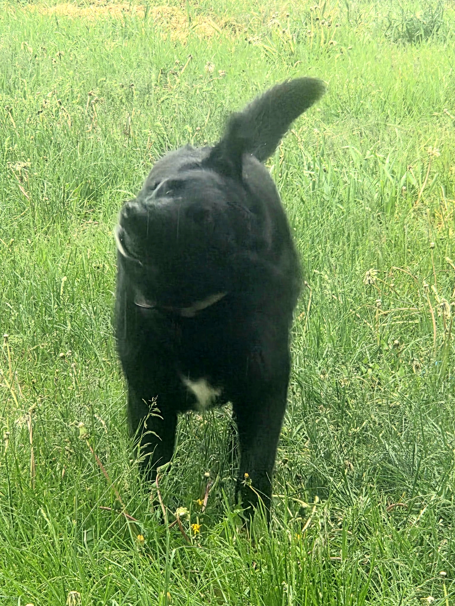 Picture of the Animal Listed