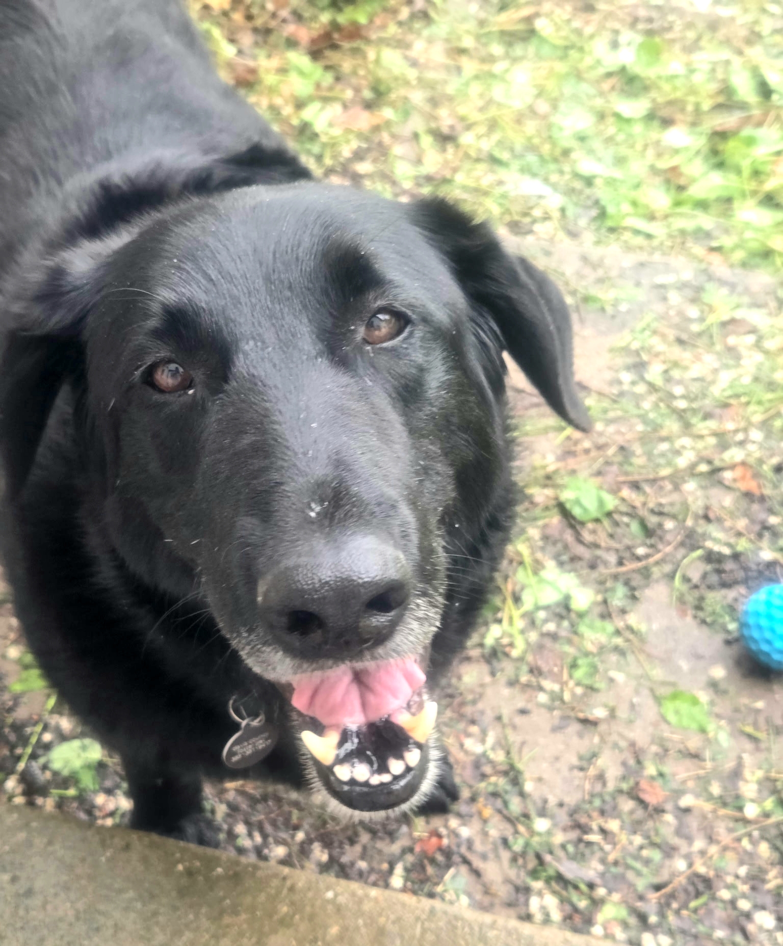 Picture of the Animal Listed