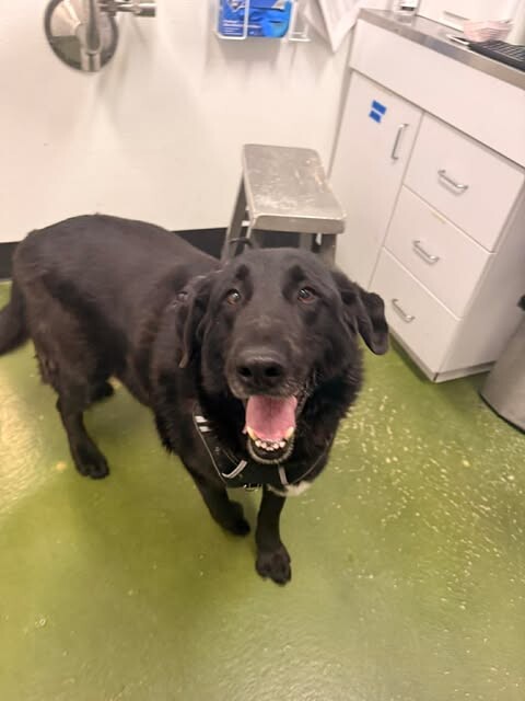 Picture of the Animal Listed