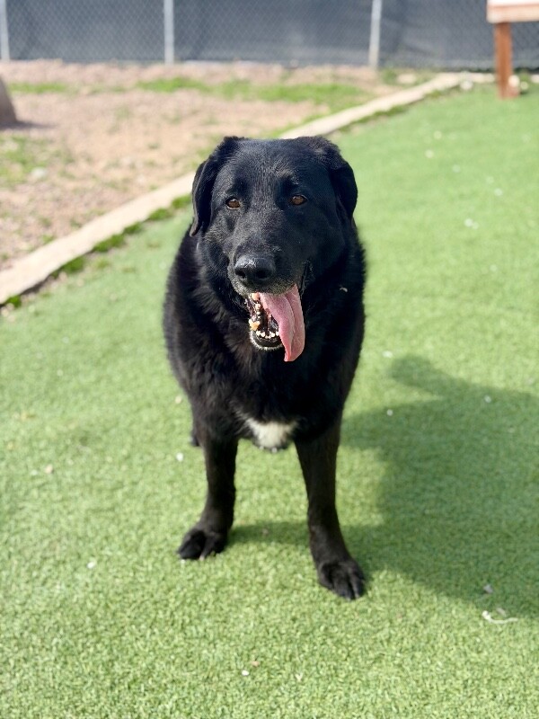 Picture of the Animal Listed