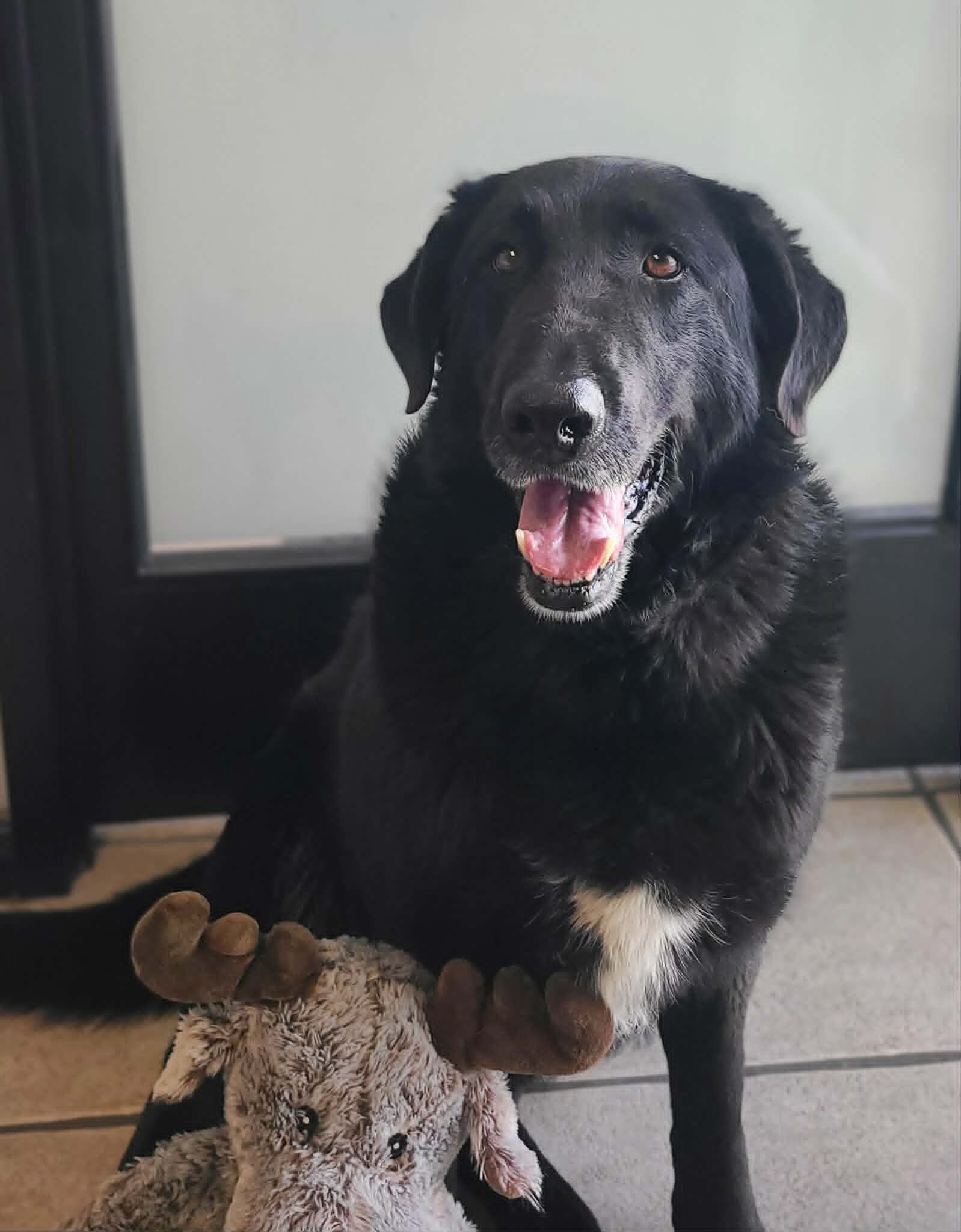 Picture of the Animal Listed