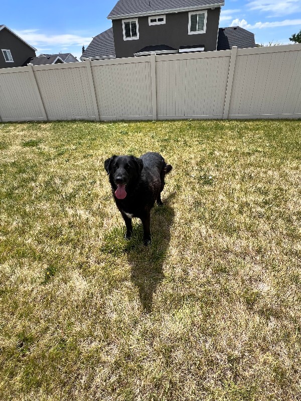 Picture of the Animal Listed