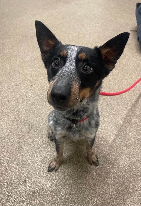 Picture of the Animal Listed