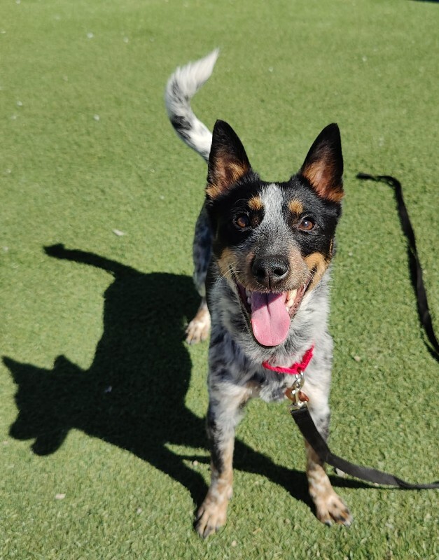 Picture of the Animal Listed