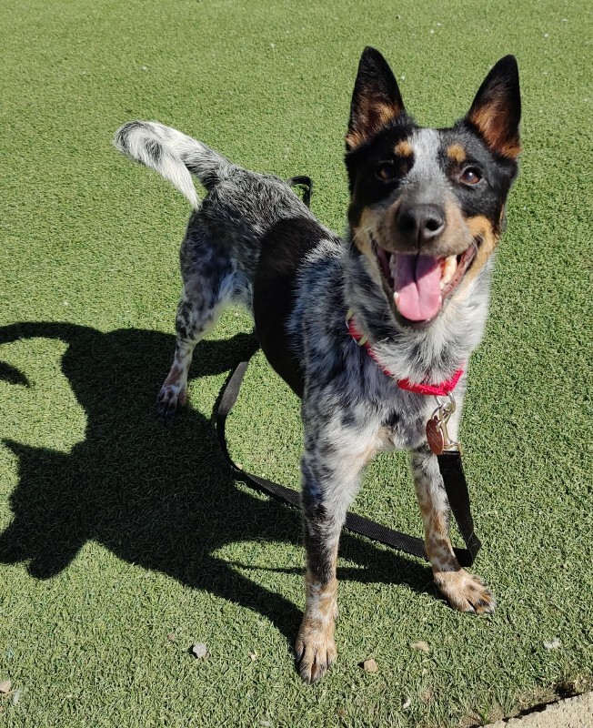 Picture of the Animal Listed