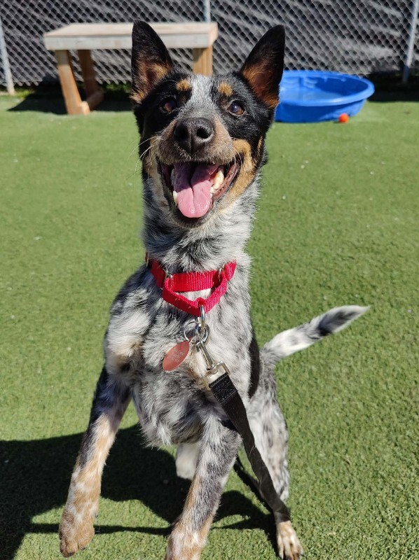 Picture of the Animal Listed