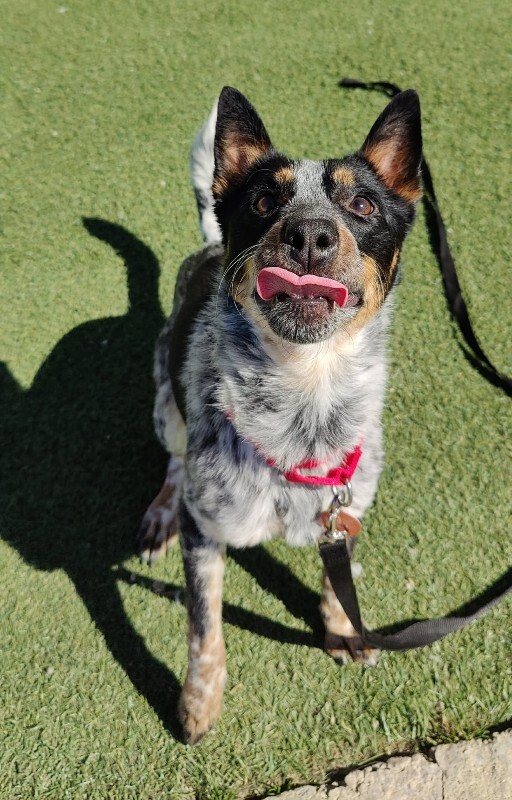 Picture of the Animal Listed