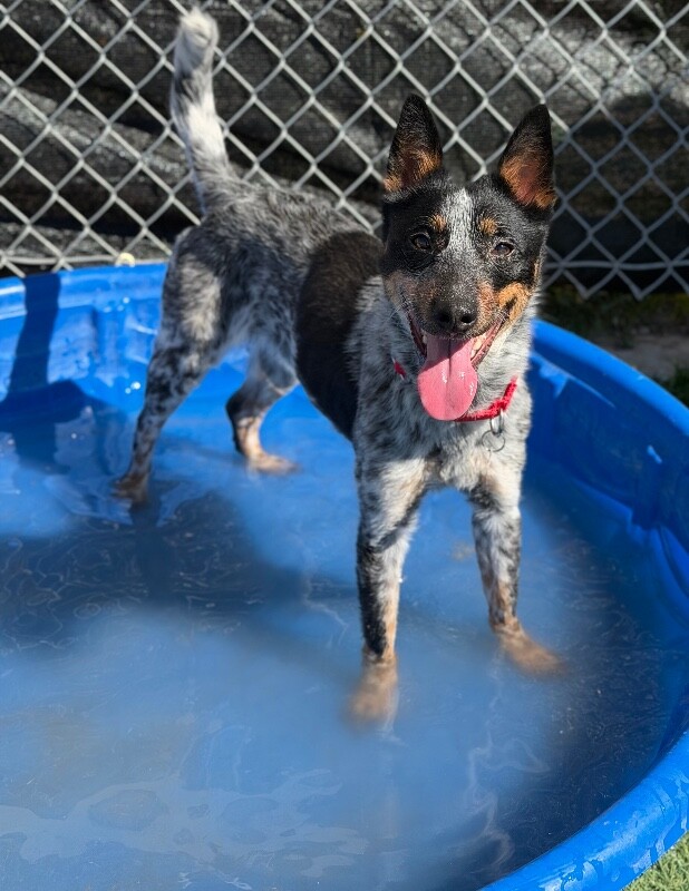 Picture of the Animal Listed