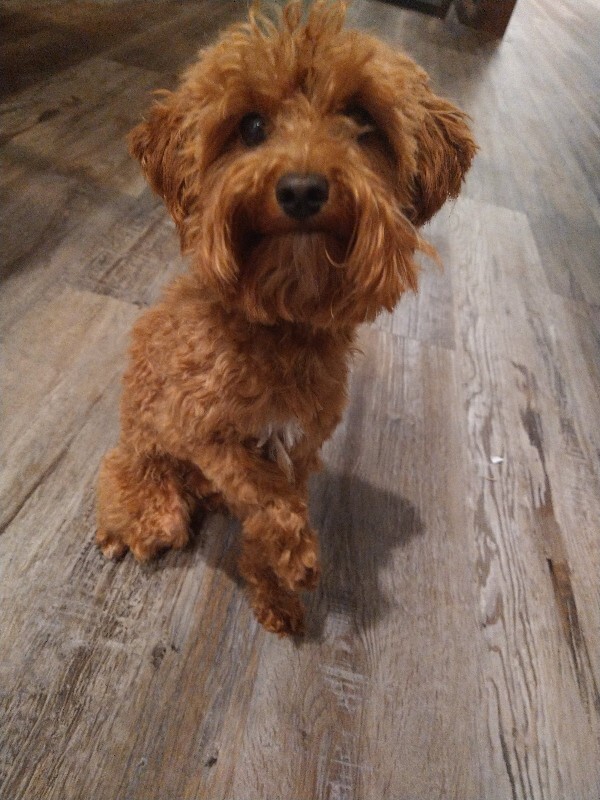 Picture of the Animal Listed