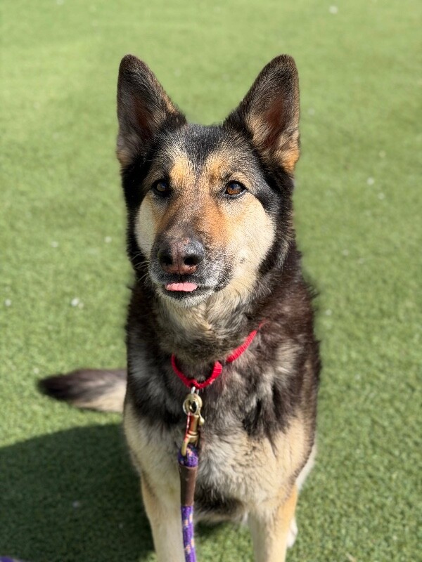 Picture of the Animal Listed