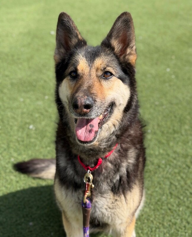 Picture of the Animal Listed