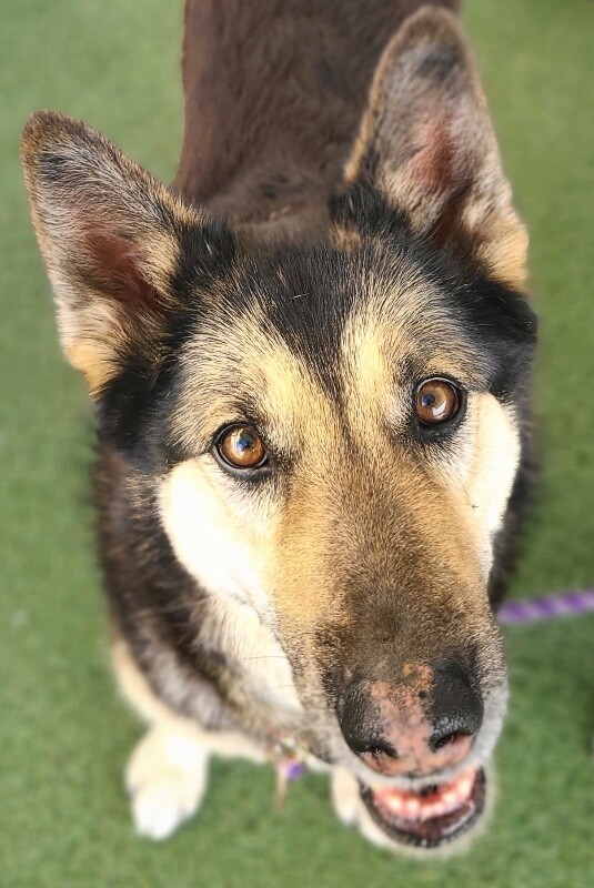 Picture of the Animal Listed