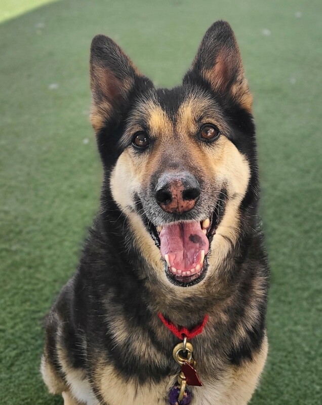 Picture of the Animal Listed