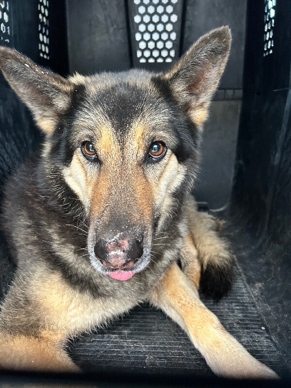 Picture of the Animal Listed