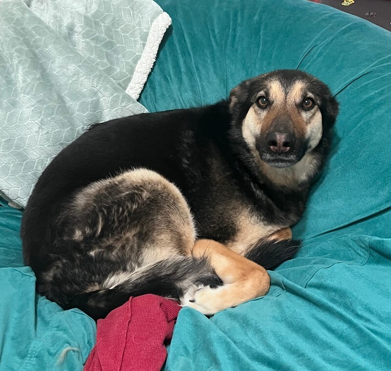 Picture of the Animal Listed