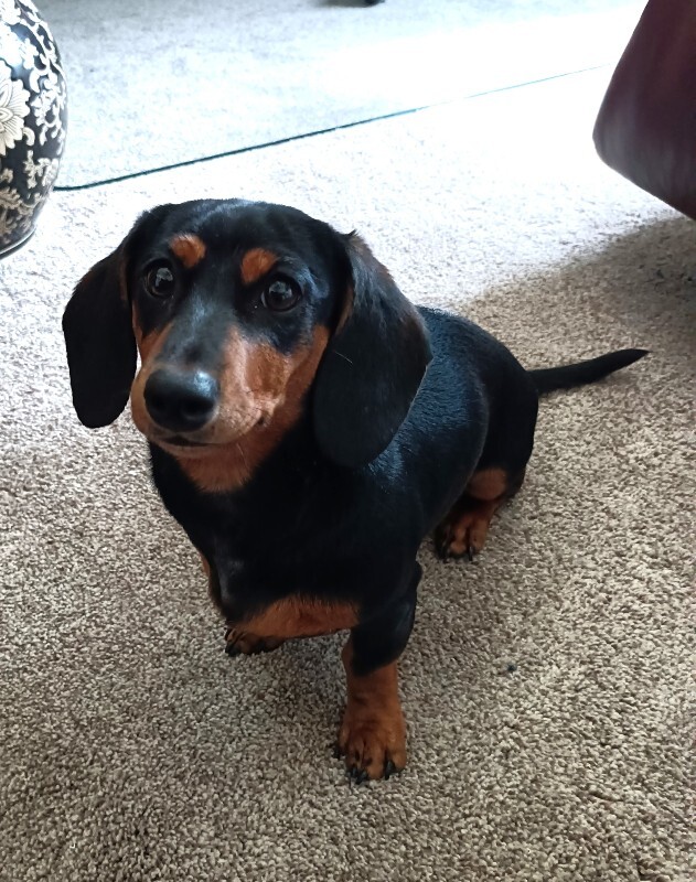 Picture of the Animal Listed